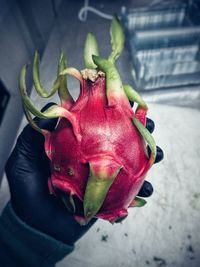 Close-up of hand holding rose