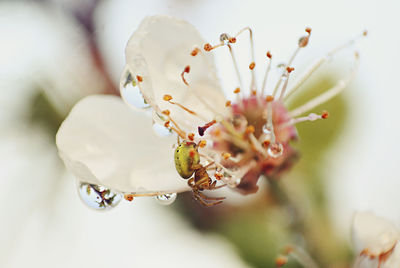 Close-up of spider on wet flower