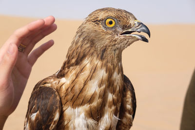 Close-up of a bird