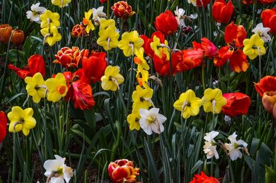 Full frame shot of multi colored tulips blooming on field