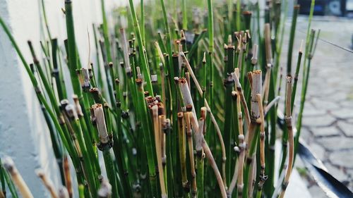 Close-up of fresh green grass