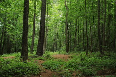 Trees in forest