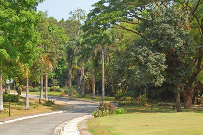 Road amidst trees in park