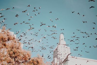 Low angle view of birds flying against clear sky