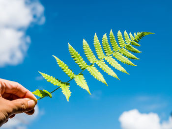 Cropped hand holding fern against blue sky