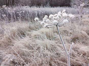 Grass in a field