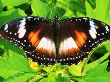 Close-up of butterfly on leaf