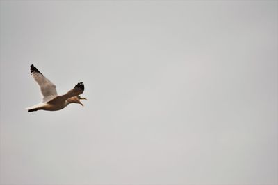 Low angle view of seagulls flying against clear sky