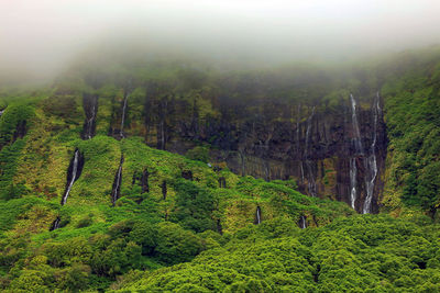 Scenic view of forest against sky