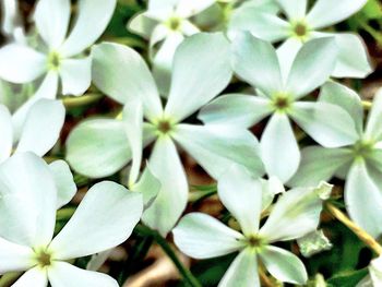 Close-up of white flower