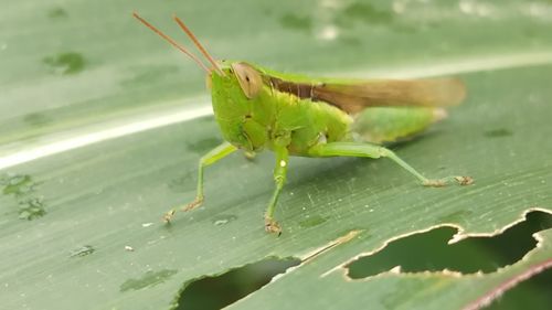 Close-up of insect on leaf