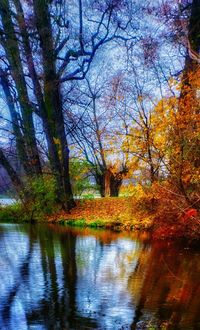 Trees in forest during autumn