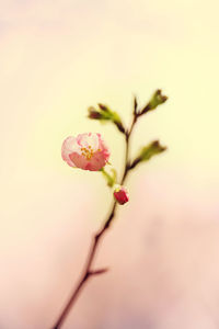 Close-up of pink flowering plant