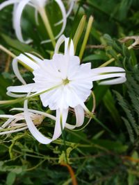 Close-up of white flower blooming outdoors