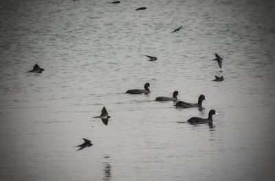 High angle view of ducks swimming in lake