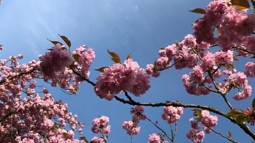 Low angle view of cherry blossoms against sky