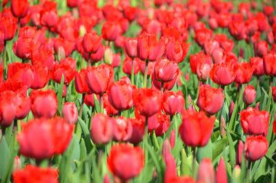 Full frame shot of red tulips