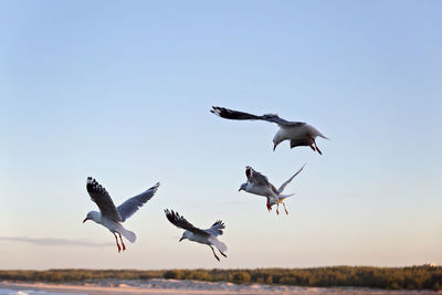 Seagulls flying against clear sky