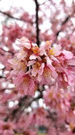 Close-up of pink flowers on tree