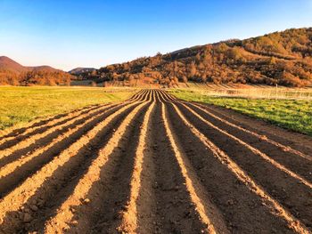 Scenic view of agricultural field against sky