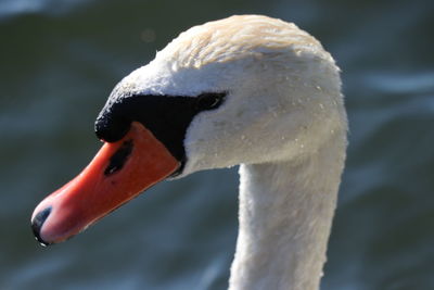 Close-up of swan swimming in water