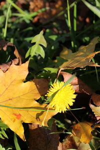 Close-up of plant in autumn leaves