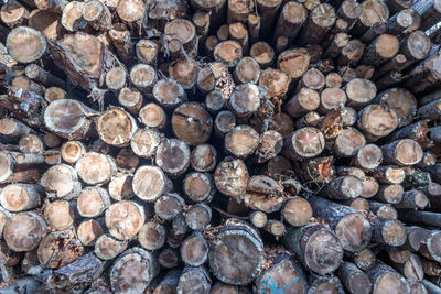 Full frame shot of logs in forest