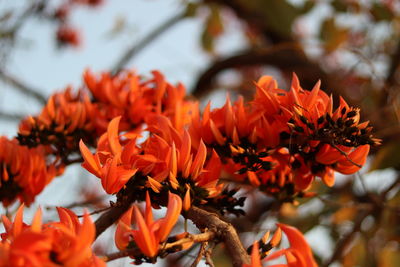 Close-up of orange flowering plants