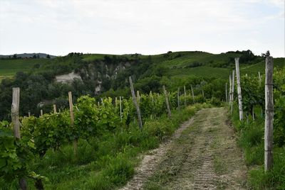 Path between the vineyards in the hills of langhe, piedmont, italy