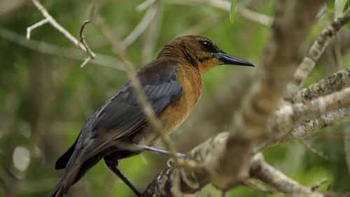 Close-up of bird perching on branch