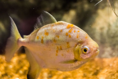 Close-up of fish swimming in sea