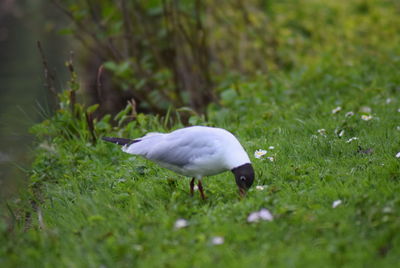 White duck in a field