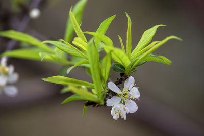 Close-up of white flowering plant