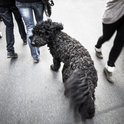 Low section of man walking with dog