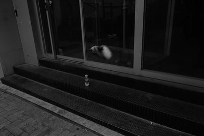Cat looking through window