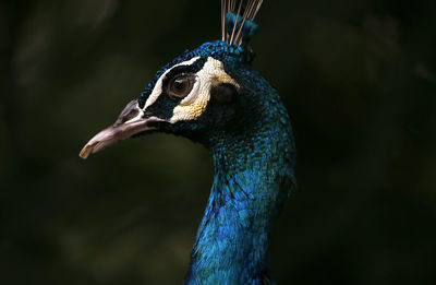 Close-up of peacock