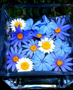 Close-up of yellow daisy flowers