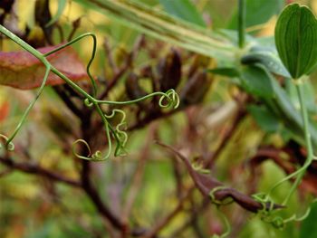 Close-up of fresh green plant