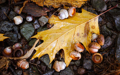 Close-up of fallen autumn leaves