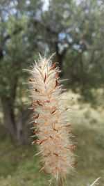 Close-up of plant against blurred background