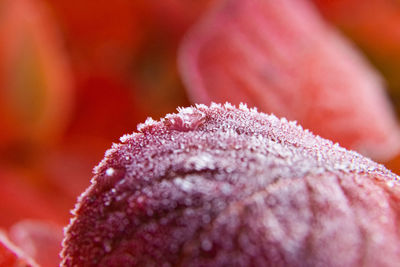 Beautiful red aronia leaves with a frosty edge. morning scenery in the garden. 