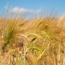 Corn field on a sunny day