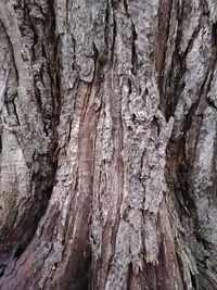 Full frame shot of tree trunk