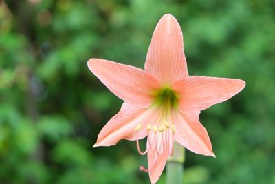 Close-up of red flower