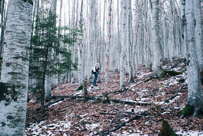 High angle view of trees in forest during winter