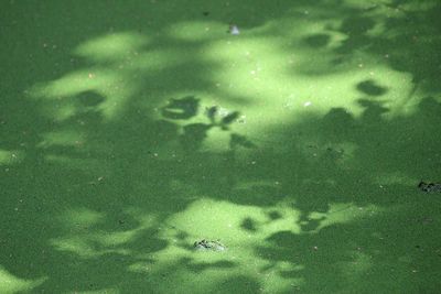High angle view of jellyfish swimming in water