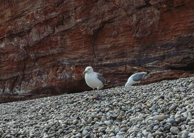 Seagulls perching on rock