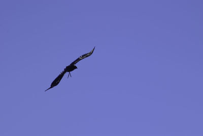 Low angle view of bird flying against blue sky