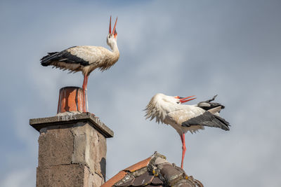 Low angle view of bird perching on tree against clear sky