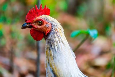 Close-up of rooster